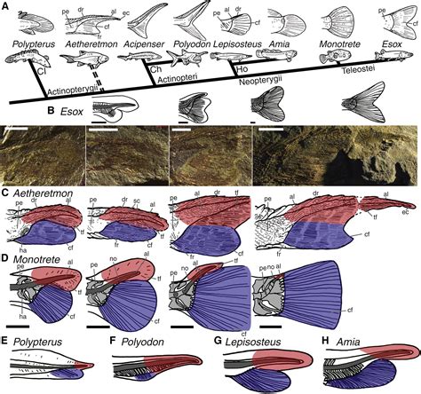 Fish ‘tails’ result from outgrowth and reduction of two separate ancestral tails: Current Biology