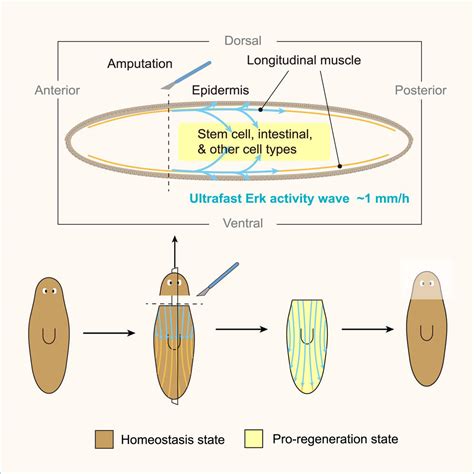 Worms With a Superpower – Stanford Scientists Unravel Secrets of ...