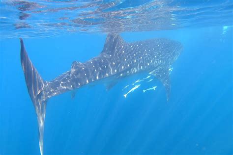 Whale Sharks along the coast? Searching for the world’s largest fish | The University of ...