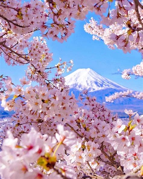 Mt. Fuji | Cherry blossom japan, Japan tourist, Japan photography