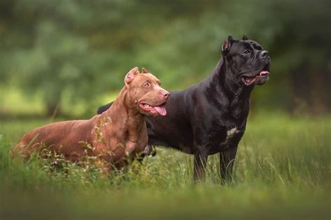 Cane Corso Pitbull Mix: A Guide to the American Pit Corso Dog | Pets Nurturing