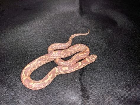 Florida Kingsnake, (Lampropeltis getula floridana) albino mosaic ...