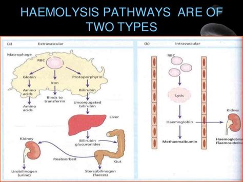 Pathophysiology and clinical_features_of_hemolytic_anemia[1]