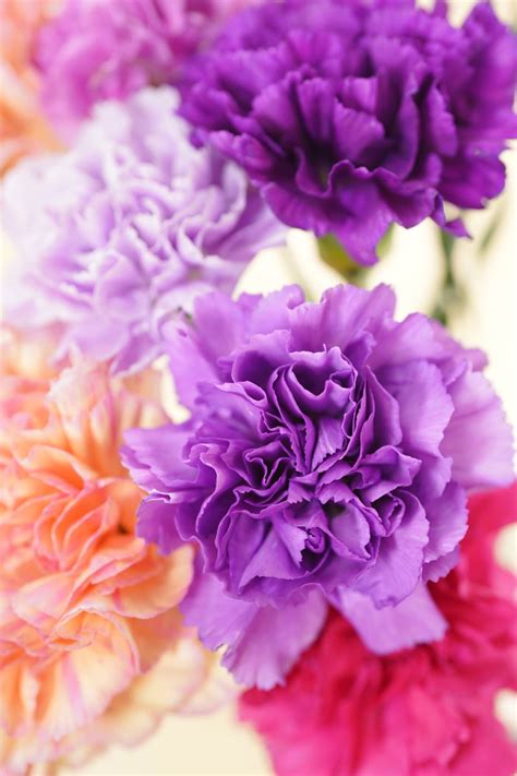 Carnation Meaning And Symbolism, 41% OFF | www.pinnaxis.com