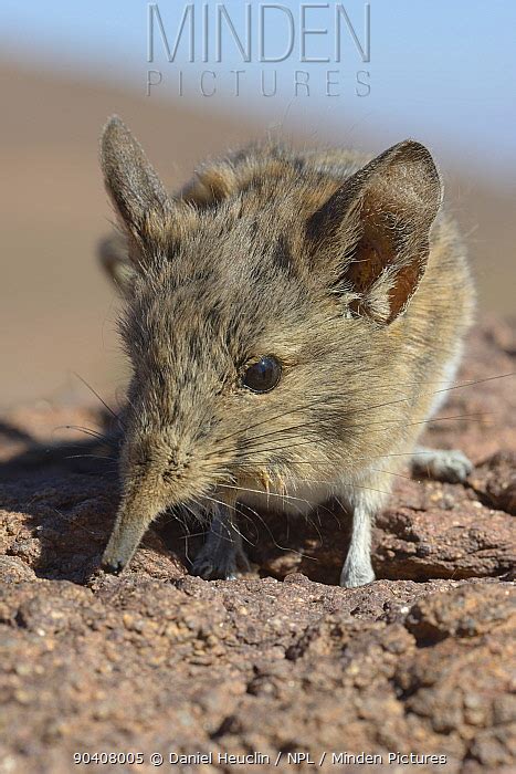 North African Elephant Shrew stock photo - Minden Pictures