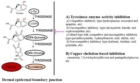 IJMS | Free Full-Text | Naturally-Occurring Tyrosinase Inhibitors ...