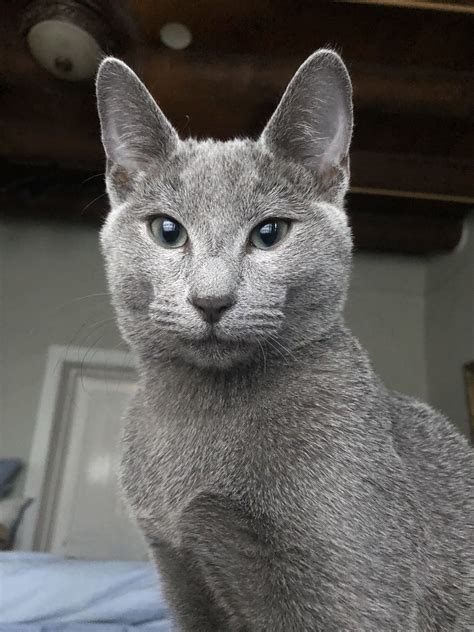 Hypoallergenic Cat Breeds Russian Blue