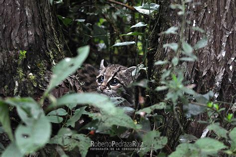 Protecting Wild Cat Habitat - GlobalGiving