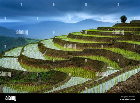 Terraced rice fields, Pa Pong Piang, Doi Inthanon National Park, Chiang Mai, Thailand Stock ...