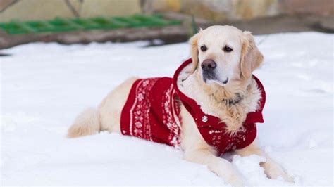 Does My Golden Retriever Need a Coat? (Goldens in Winter) – Loyal Goldens