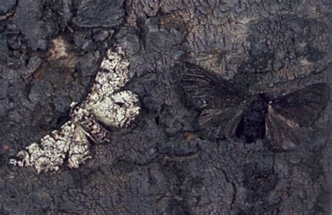 Peppered moth - Alchetron, The Free Social Encyclopedia