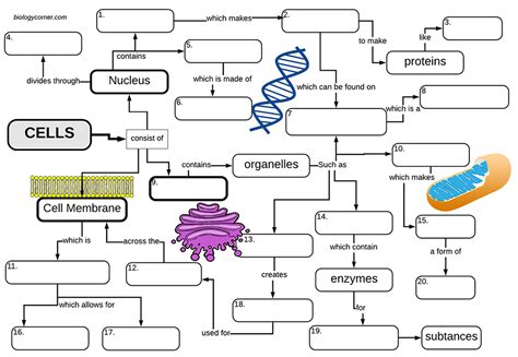 Cell Concept Map | Teaching cells, Biology classroom, Biology worksheet