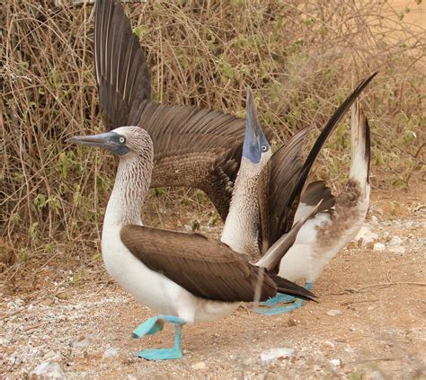 10 Amazing Animals to See in the Galápagos Islands – Fodors Travel Guide