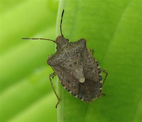 Spined Soldier Bug - Euschistus tristigmus - BugGuide.Net