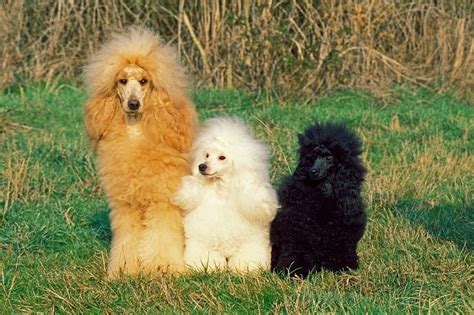 The 5 types and sizes of poodles (with photos!) - DogsPlanet.com