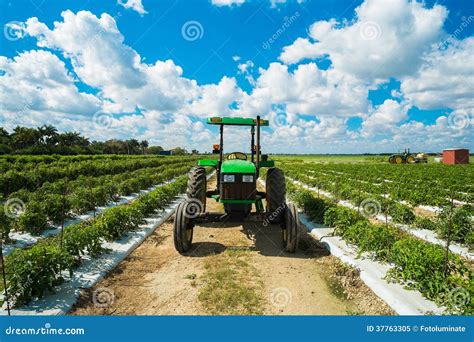 Tomato field stock image. Image of horizon, clouds, growing - 37763305