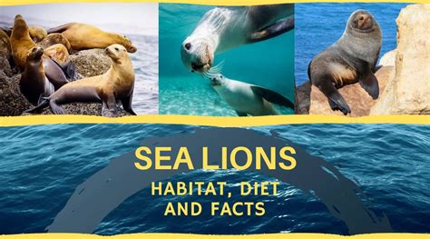 Sea Lions: habitat, diet and facts that will make you love them – Proto Animal