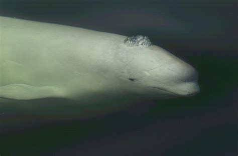 Ten fun facts about beluga whales - Whale & Dolphin Conservation USA