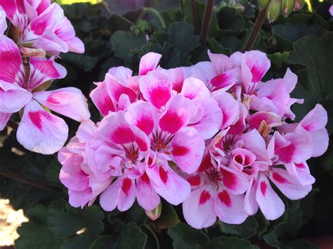 Geranium 'Presto Pink Sizzle' - sizzling! | Geraniums, All flowers, Flowers