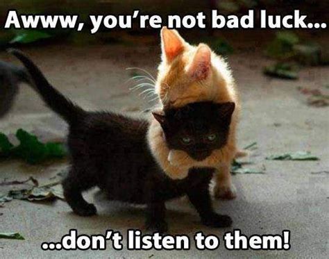 Black Cat Bad Luck Meme - Vactrone