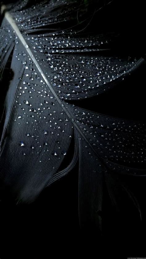 Full Black Screen, Waterdrops On Feather, HD phone wallpaper | Peakpx