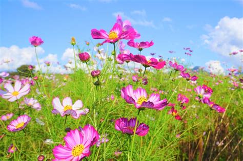 Best destinations to see Cosmos in Japan - fromJapan