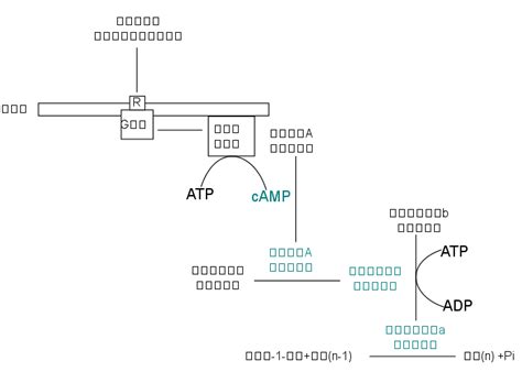 文件:Glycogenolysis regulation (zh-cn).svg - A+医学百科