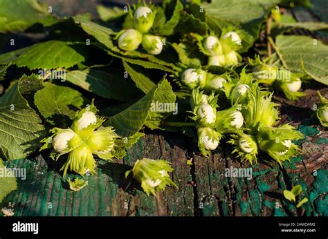 Hazelnut in shell hi-res stock photography and images - Alamy