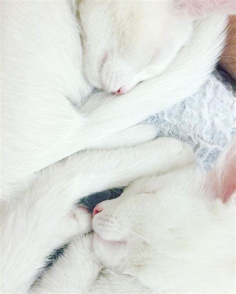 The Most Beautiful Twin Cats In The World - We Love Cats and Kittens