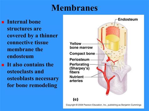 PPT - BONES AND BONE TISSUES PowerPoint Presentation, free download - ID:416539