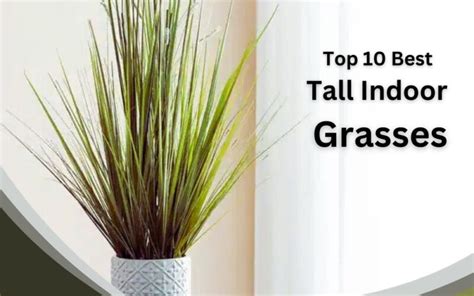 10 Best Tall Indoor Grass Plants - InHousePlant - Your Ultimate Guide to Indoor Gardening