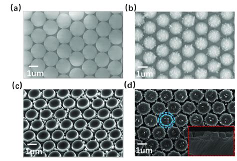 (a) Surface SEM image of microspheres. (b) Surface SEM image of ...