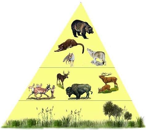 Trophic Pyramid and Food Web - Gray Wolf