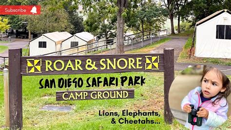 Roar and Snore LION WAKE UP CALL // Sleep INSIDE the Zoo // San Diego ...