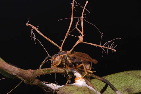 Not the Last of Us: The Truth about Zombie Fungi | New York Botanical ...