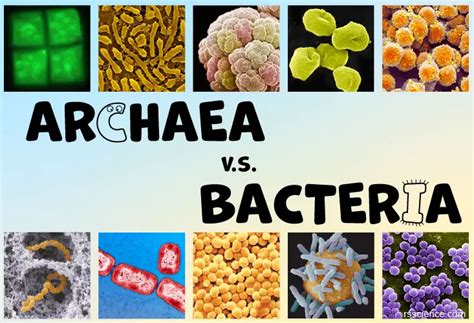 Archaea vs Bacteria – What are the Similarities, Differences, and Examples - Rs' Science