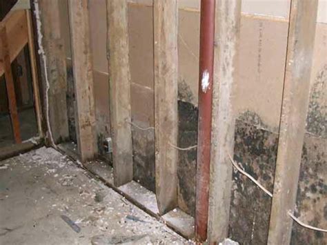 Mold in Walls is Extremely Common | Mold Awareness