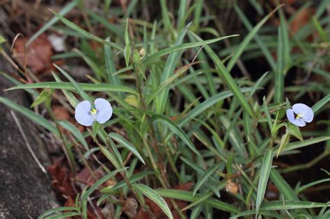 Commelina ensifolia R.Br. | Plants of the World Online | Kew Science