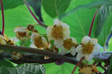 Kiwi | Diseases and Pests, Description, Uses, Propagation