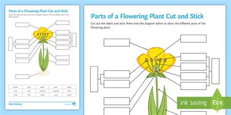 Flowering Plants Cut and Stick Worksheet - Plant Science