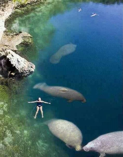 Crystal lake Florida | Places to see, Swimming with manatees, Places to visit