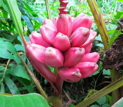 Pink Banana Musa velutina 10 Seeds