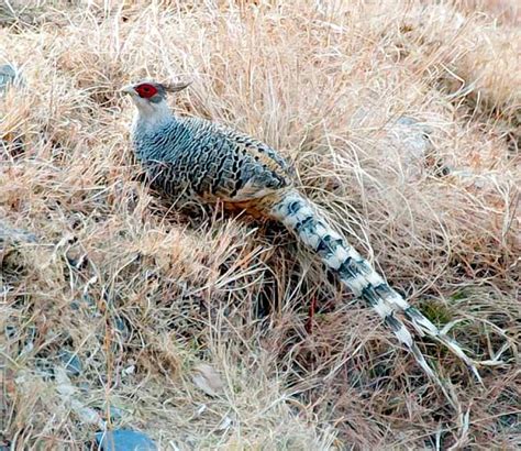 Cheer Pheasant (Catreus wallichi) | Pet birds, Nature birds, Rare birds