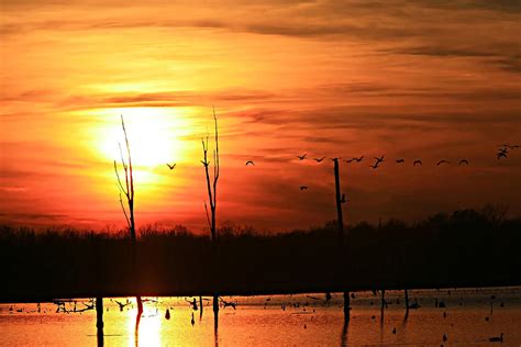 Geese Flying Into the Sunset Photograph by James Jones - Fine Art America