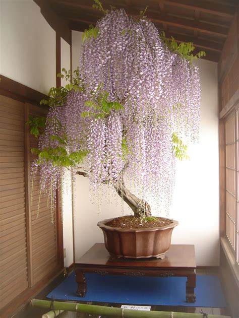 34 Most Beautiful Bonsai Trees Ever for Relieve Your Stress – Japan Inside