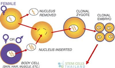 Somatic Cell Nuclear Transfer | SCNT nucleus of Somatic cells