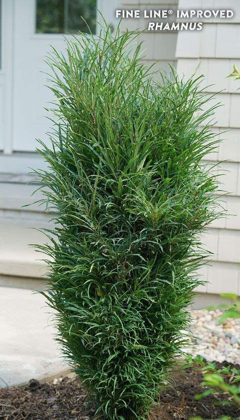 36 Deer Resistant Shrubs ideas in 2021 | shrubs, plants, flowering shrubs