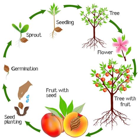 Growth Cycle Strawberry Arbutus Plant White Background — Stock Vector ...