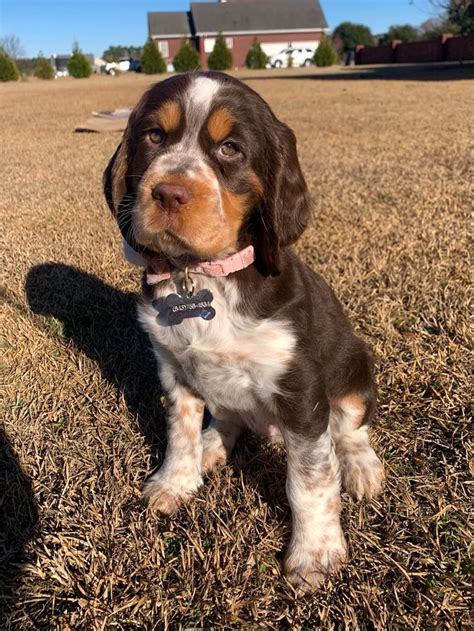 Liver tri roan English Springer spaniel ~ Dolly | English springer spaniel puppy, Springer ...