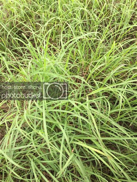 Native grass identification | Hay & Forage Forum